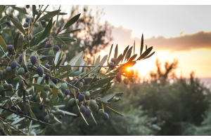 Bellucci | Pour More - From Landscape Hazard to Liquid Gold - UC Davis’ Olive Center