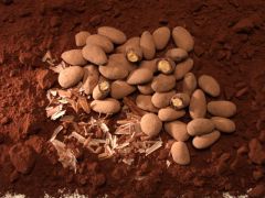 Piedras de Chocolate Almonds