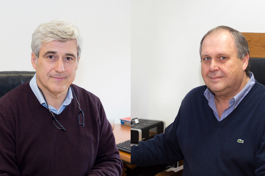 Olives are harvested