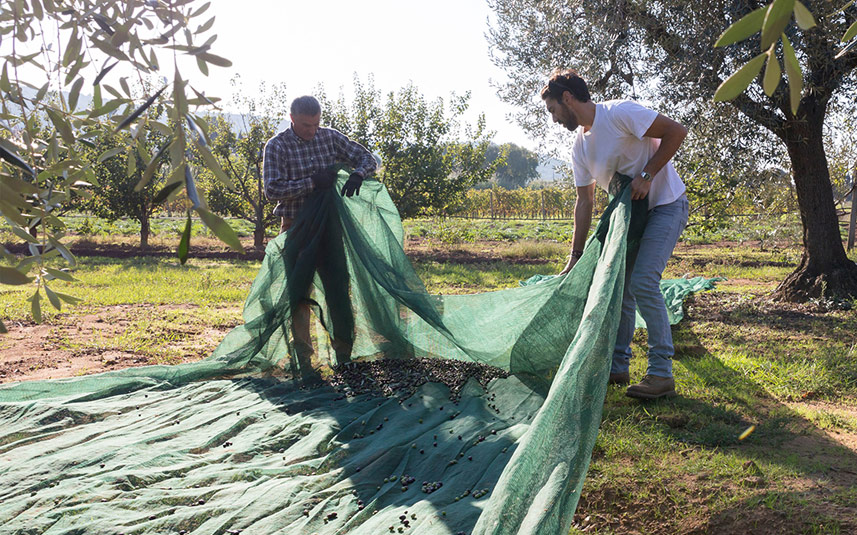 Olives are harvested