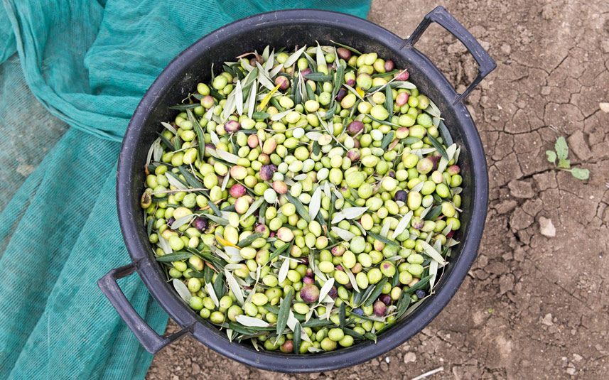 Bellucci | Pour More - Ripe Time