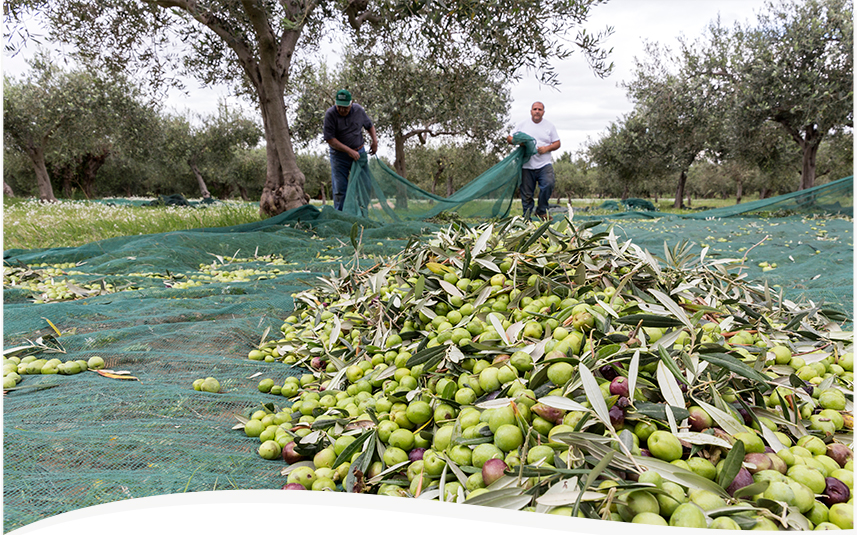 Bellucci | Pour More - Why Buy Italian